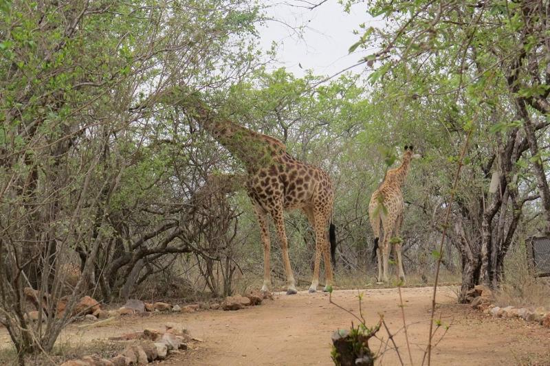 Crowe'S Nest Villa Marloth Park Exterior photo